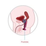 Vibrating Anal Plugs Prostate Massager 